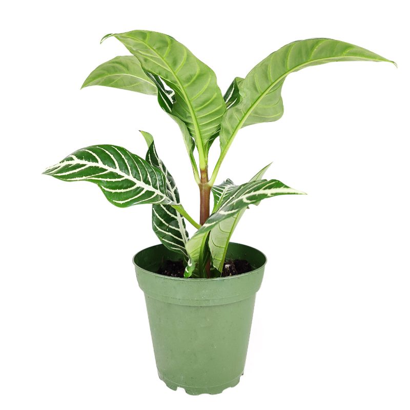 AphelandraZebraPlant 3