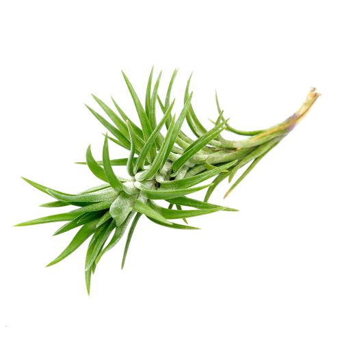 Tillandsia Araujei air plant for sale, Tillandsia Araujei air plant with care instruction, How to care for Tillandsia Araujei air plant, growing Tillandsia Araujei air plant