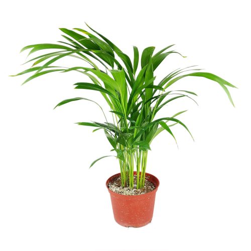 ArecaPalm 6 19.55