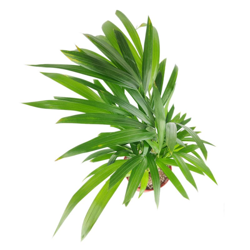 ArecaPalm 8 37.45 1