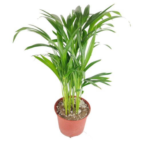 ArecaPalm 8 37.45 2