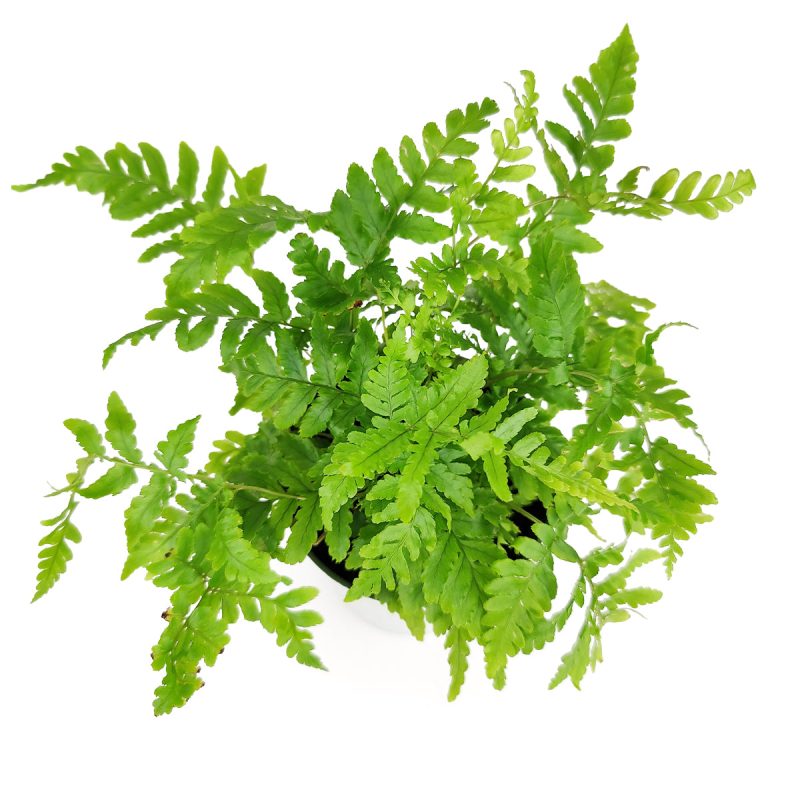 AutumnFern