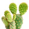 Opuntia Rufida Minima Mini Cinnamon Cactus for sale, How to care for Opuntia Rufida Minima Cinnamon Cactus, Succulent Care Guide, Rare Cactus for Gift Ideas, Miniature Prickly Pear Cactus for sale, cactus, cactus succulent, succulent cactus, cacti, cactus and succulents, succulents box, succulent shop, buy succulents online