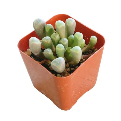 baby toes, fenestraria baby toes, succulents garden, succulents store in CA, succulent care tips, succulent subscription, Succulents, cactus, succulent care guide, indoor succulents, fenestraria baby toes in California, How to grow fenestraria baby toes. indoor succulents, rare succulents, rare succulents for sale, unique succulents, buy succulents online, rare succulent, succulent shop, unusual succulents, succulent store, succulents online