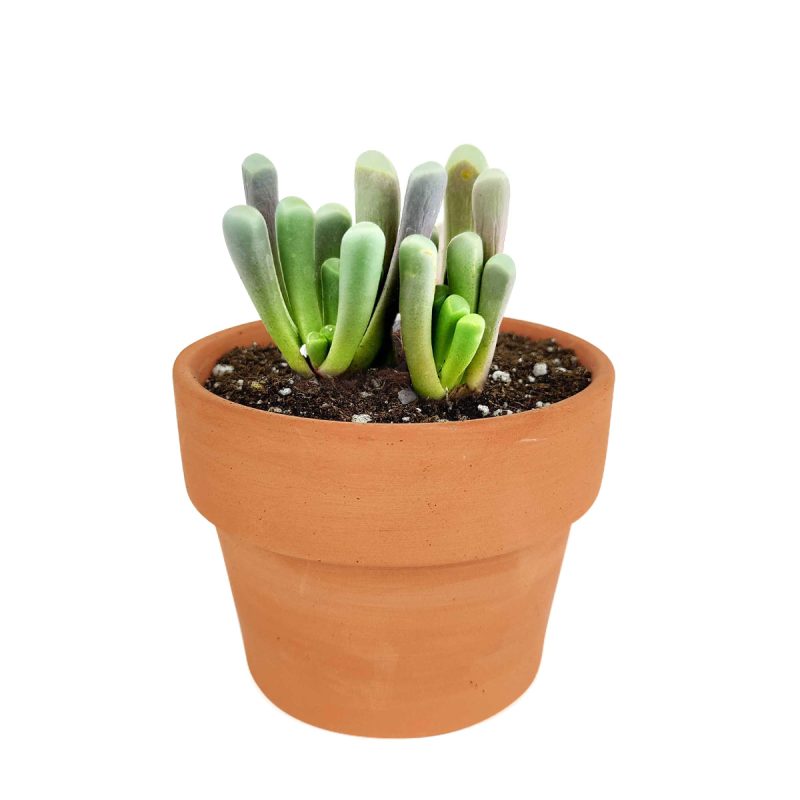 indoor succulents, rare succulents, rare succulents for sale, unique succulents, buy succulents online, rare succulent, succulent shop, unusual succulents, succulent store, succulents online