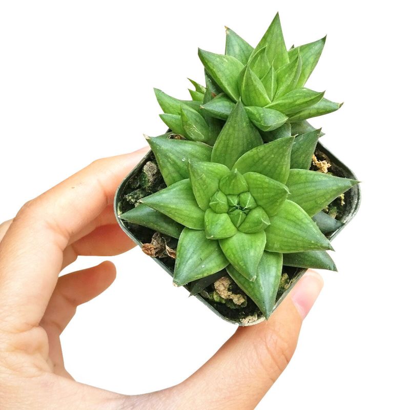 Haworthia batesiana for sale, monthly succulents, succulent subscription, succulent plant, cactus, succulent care, Succulents, succulents garden, Rare succulents, Haworthia batesiana in California, How to grow Haworthia batesiana. indoor succulents