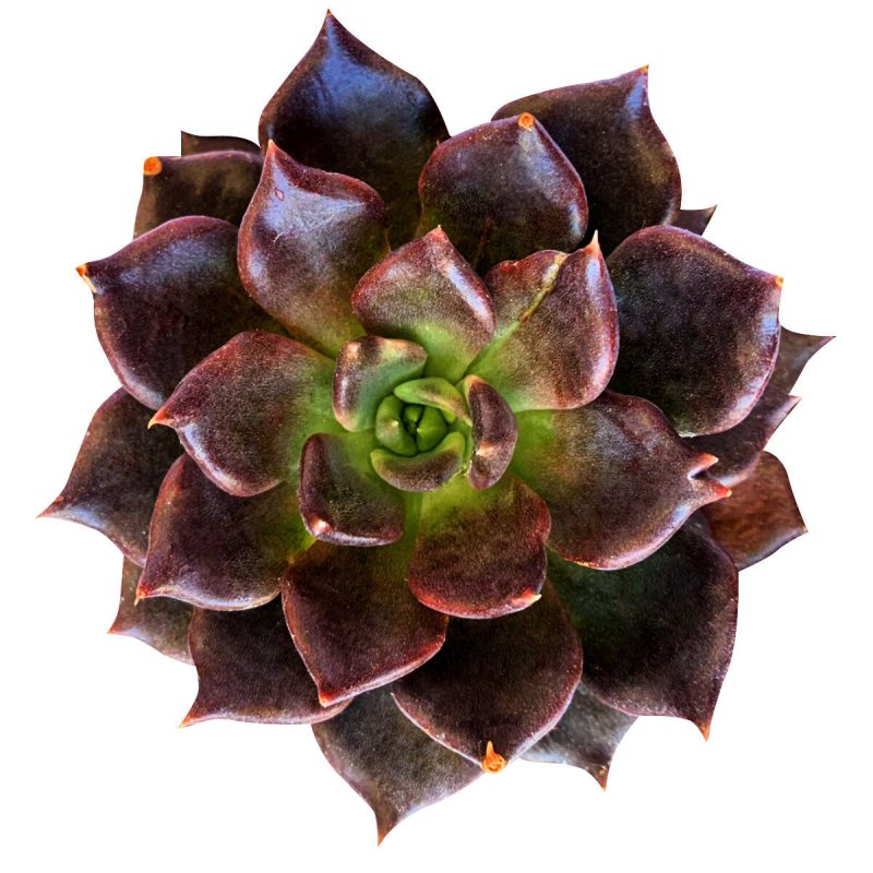 echeveria black prince flower, black knight succulent, Rare succulents, Succulents, monthly succulents, succulents store in CA, succulents garden, succulents shop in California, how to grow succulents, black knight succulent in California, How to grow black knight succulent, Succulents for thanksgiving, Thanksgiving succulents gift, Easter succulents idea, echeveria, echeveria types, succulent echeveria, buy succulents online, succulent shop, succulent store, echeveria plant, indoor succulents