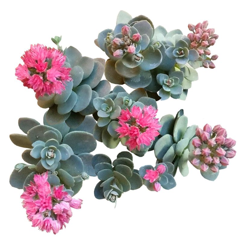 Blue elf sedum, blue elf succulent, cactus, Succulents, succulents shop in California, succulent care, monthly succulents, Rare succulents, succulents store in CA, succulent subscription, Blue elf sedum in California, How to grow Blue elf sedum