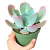 Echeveria Blue Sky for sale, Succulents shop near me, how to grow succulents, Rare succulents, succulent care, succulents store in CA, succulent subscription, Echeveria Blue Sky in California, How to grow Echeveria Blue Sky, Thanksgiving succulents gift, Easter succulents idea, Growing succulents for thanksgiving, echeveria, echeveria succulent, echeveria types, succulent echeveria, buy succulents online, succulent shop, succulent store, echeveria plant, indoor succulents