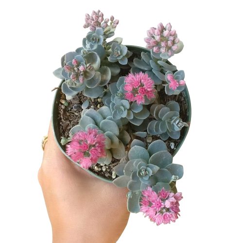 Blue elf sedum, blue elf succulent, cactus, Succulents, succulents shop in California, succulent care, monthly succulents, Rare succulents, succulents store in CA, succulent subscription, Blue elf sedum in California, How to grow Blue elf sedum