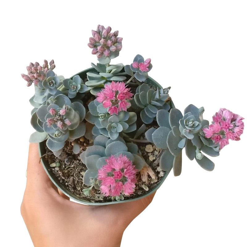 Blue elf sedum, blue elf succulent, cactus, Succulents, succulents shop in California, succulent care, monthly succulents, Rare succulents, succulents store in CA, succulent subscription, Blue elf sedum in California, How to grow Blue elf sedum