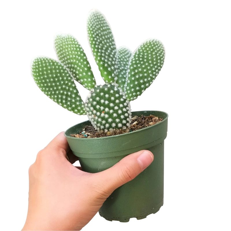 bunny ear cactus for sale, angel wing cactus, cactus succulent, opuntia microdasys, prickly pear cactus, buy cactus online, polka dot cactus, small, large potted cactus