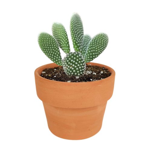  succulent care guide, succulent care tips, succulent plant, succulent care, Succulents shop near me, how to grow succulents, succulents shop in California, cactus, cactus succulent