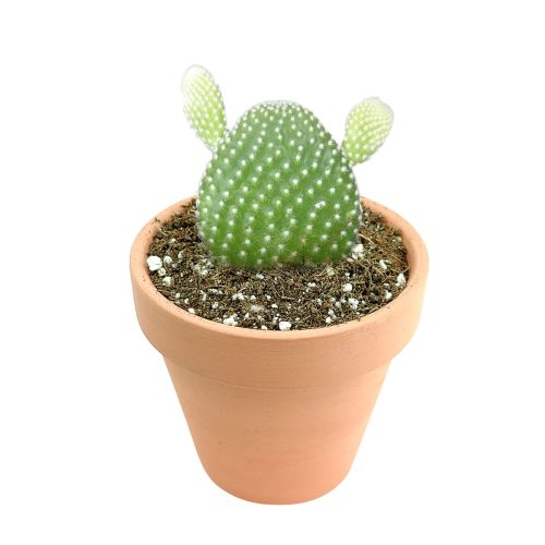 bunny ear cactus for sale, angel wing cactus, cactus succulent, opuntia microdasys, prickly pear cactus, buy cactus online, polka dot cactus, small, large potted cactus