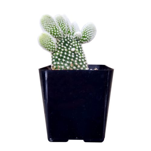 BUNNYEARCACTUS2