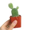 bunny ear cactus for sale, angel wing cactus, cactus succulent, opuntia microdasys, prickly pear cactus, buy cactus online, polka dot cactus, small, large potted cactus