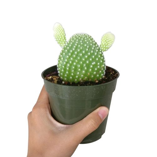 BUNNYEARCACTUS5