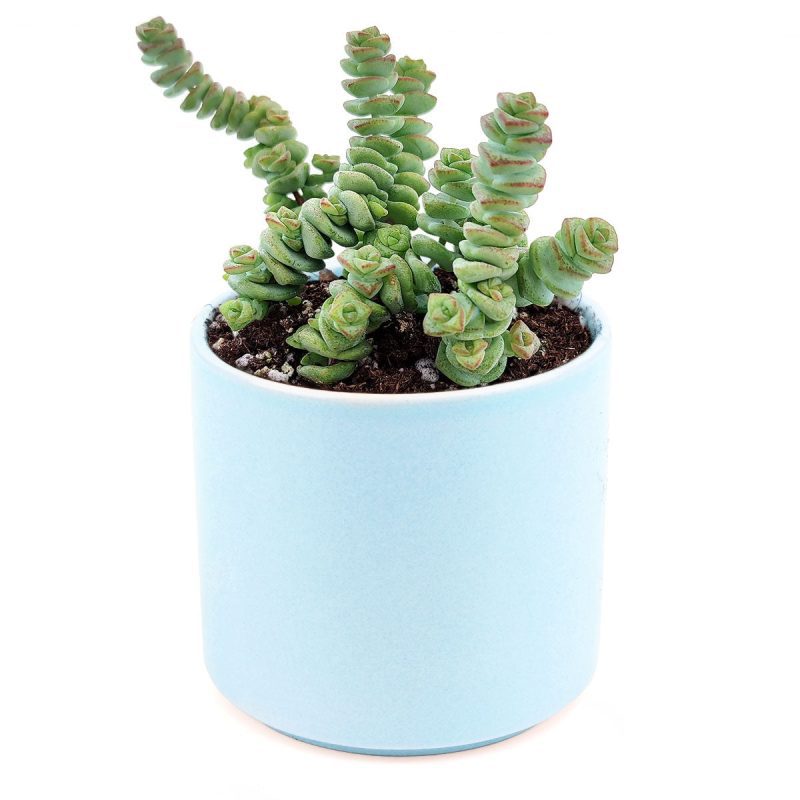 Crassula baby necklace, succulent care, how to grow succulents, succulents shop in California, cactus, succulent care guide, succulent subscription, Rare succulents, Succulents shop near me, Crassula baby necklace in California, How to grow Crassula baby necklace, crassula, crassula plant, crassula succulent, crassula types, crassula varieties, types of crassula, crassula species, crassulas, succulent crassula