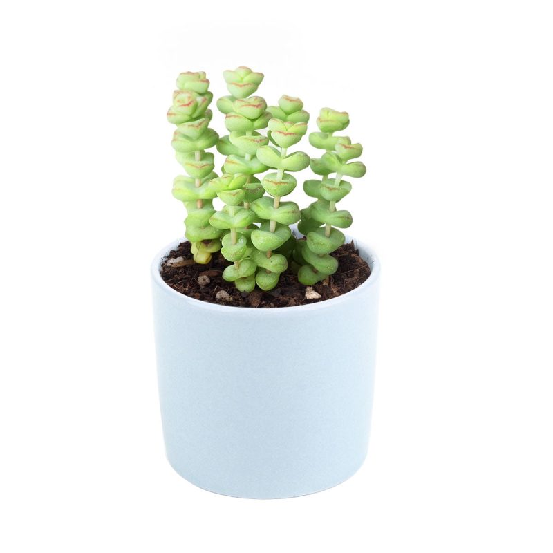 Crassula baby necklace, succulent care, how to grow succulents, succulents shop in California, cactus, succulent care guide, succulent subscription, Rare succulents, Succulents shop near me, Crassula baby necklace in California, How to grow Crassula baby necklace, crassula, crassula plant, crassula succulent, crassula types, crassula varieties, types of crassula, crassula species, crassulas, succulent crassula