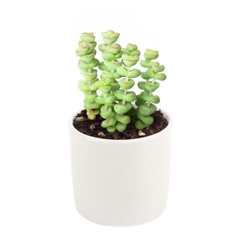 Crassula baby necklace, succulent care, how to grow succulents, succulents shop in California, cactus, succulent care guide, succulent subscription, Rare succulents, Succulents shop near me, Crassula baby necklace in California, How to grow Crassula baby necklace, crassula, crassula plant, crassula succulent, crassula types, crassula varieties, types of crassula, crassula species, crassulas, succulent crassula