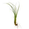 Tillandsia Balbisiana Air Plant for sale, unique air plant gift decor ideas, How to care for Tillandsia Balbisiana Air Plant, Tillandsia Balbisiana Air Plant with care guide