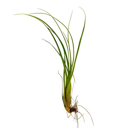 Tillandsia Balbisiana Air Plant for sale, unique air plant gift decor ideas, How to care for Tillandsia Balbisiana Air Plant, Tillandsia Balbisiana Air Plant with care guide