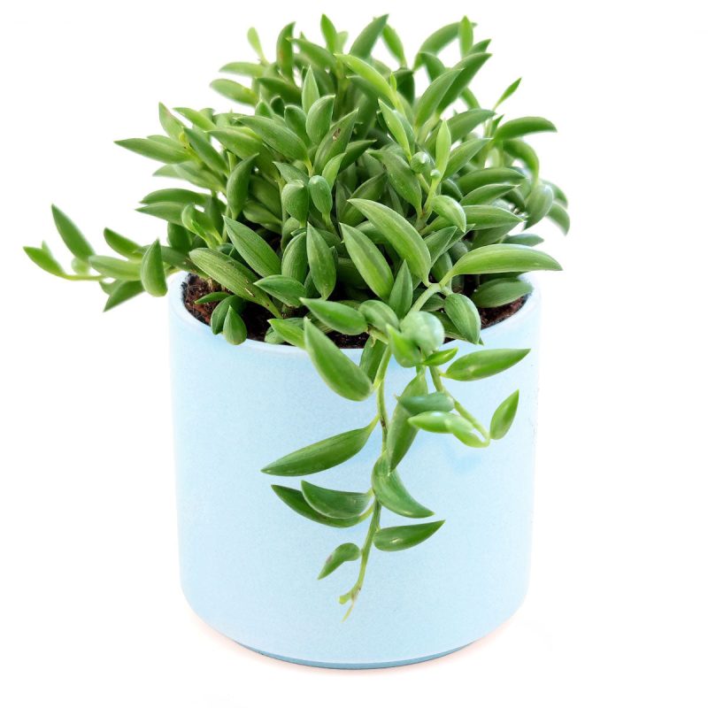 Senecio String of Bananas, succulent care tips, succulent plant, succulents store in CA, succulents shop in California, Rare succulents, succulent care guide, indoor succulents, how to grow succulents, Senecio String of Bananas in California, How to grow Senecio String of Bananas