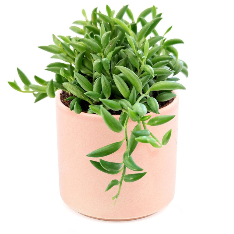 Senecio String of Bananas, succulent care tips, succulent plant, succulents store in CA, succulents shop in California, Rare succulents, succulent care guide, indoor succulents, how to grow succulents, Senecio String of Bananas in California, How to grow Senecio String of Bananas