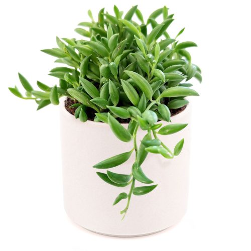 Senecio String of Bananas, succulent care tips, succulent plant, succulents store in CA, succulents shop in California, Rare succulents, succulent care guide, indoor succulents, how to grow succulents, Senecio String of Bananas in California, How to grow Senecio String of Bananas