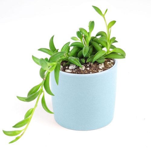 Senecio String of Bananas, succulent care tips, succulent plant, succulents store in CA, succulents shop in California, Rare succulents, succulent care guide, indoor succulents, how to grow succulents, Senecio String of Bananas in California, How to grow Senecio String of Bananas