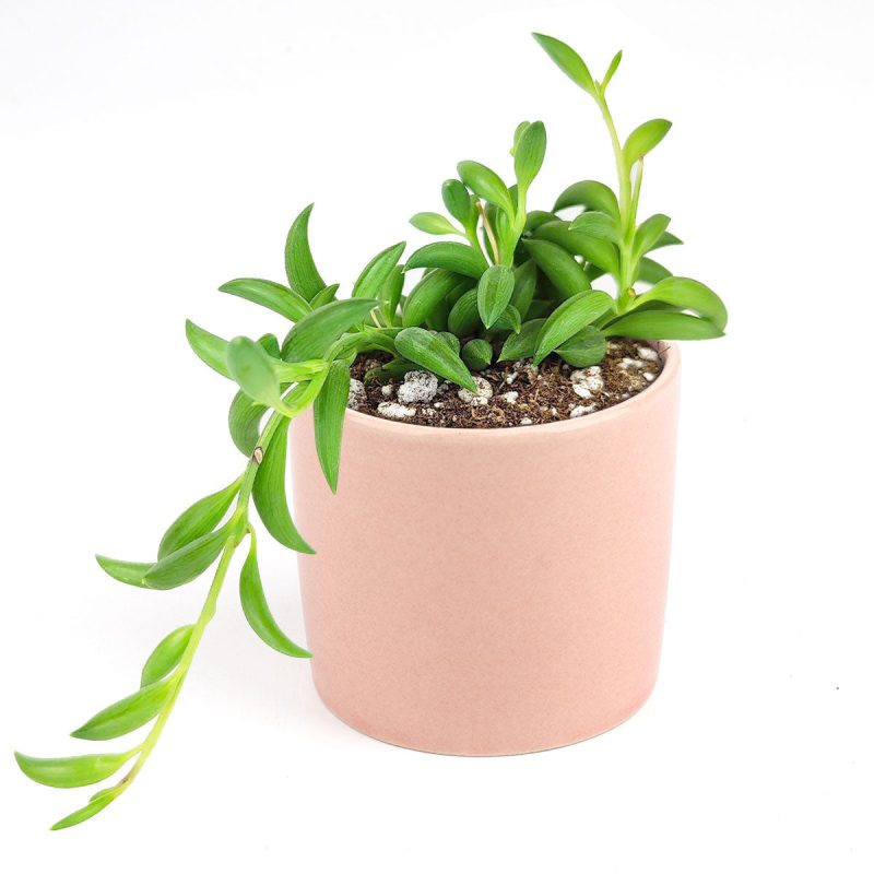 Senecio String of Bananas, succulent care tips, succulent plant, succulents store in CA, succulents shop in California, Rare succulents, succulent care guide, indoor succulents, how to grow succulents, Senecio String of Bananas in California, How to grow Senecio String of Bananas