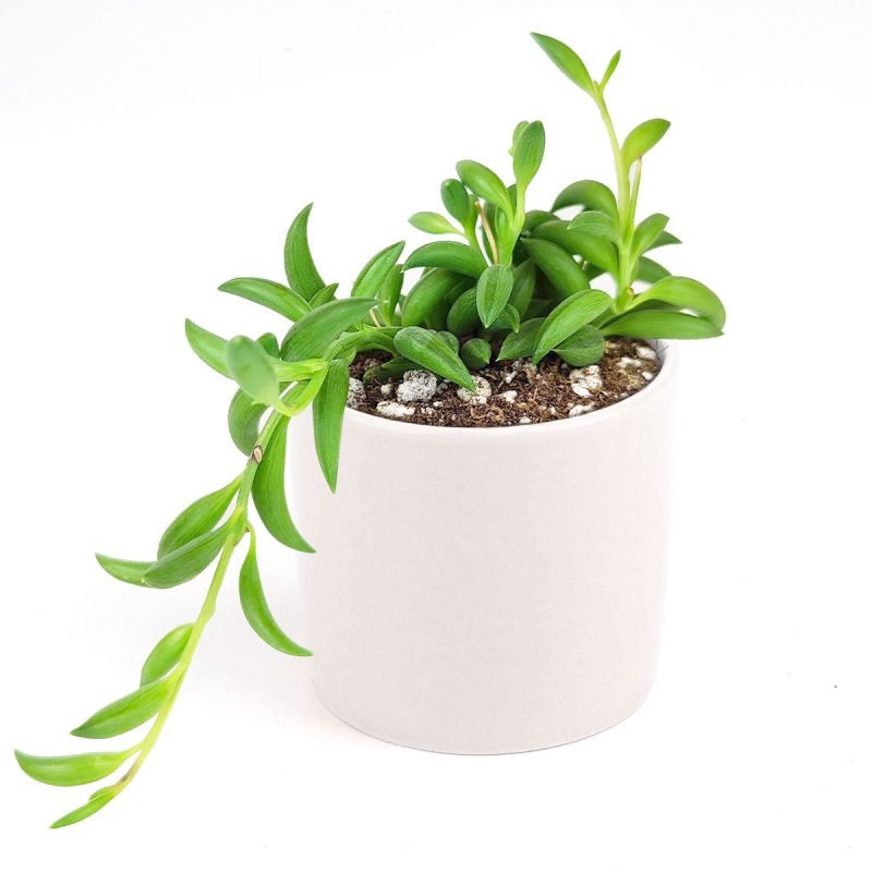 Senecio String of Bananas, succulent care tips, succulent plant, succulents store in CA, succulents shop in California, Rare succulents, succulent care guide, indoor succulents, how to grow succulents, Senecio String of Bananas in California, How to grow Senecio String of Bananas