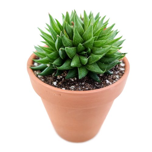 Haworthia batesiana for sale, monthly succulents, succulent subscription, succulent plant, cactus, succulent care, Succulents, succulents garden, Rare succulents, Haworthia batesiana in California, How to grow Haworthia batesiana. indoor succulents.