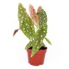 Begonia Maculata, Polka Dot Begonia, Angel Wing Plant, Spotted Begonia, Colorful Foliage Houseplant, angel wing-shaped plants