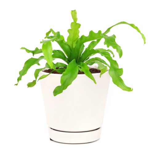 Birdnest Fern, most popular air-purifying houeplants for home and office, how to care for Birdnest Fern, plants for low light rooms