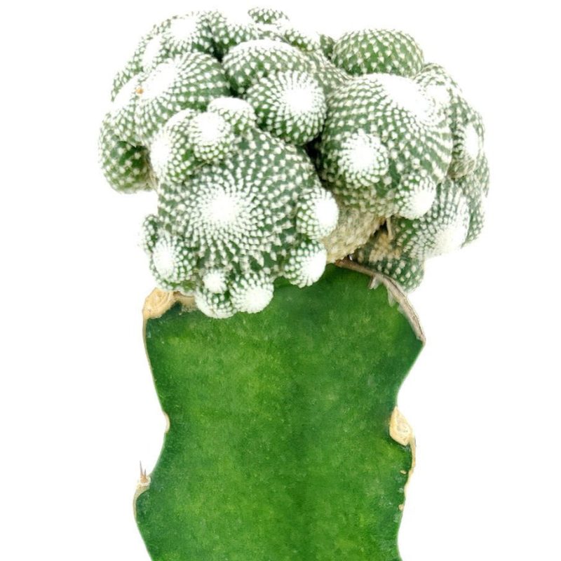 Blossfeldia Cactus for sale, Tips for growing Blossfeldia Cactus plant, Blossfeldia Cactus Care Instruction, Unique shaped Cactus Collection, Succulent Gift Decoration, rare succulents for sale, cactus, cactus succulent, succulent cactus, cacti, cactus and succulents, succulents box, succulent shop, buy succulents online