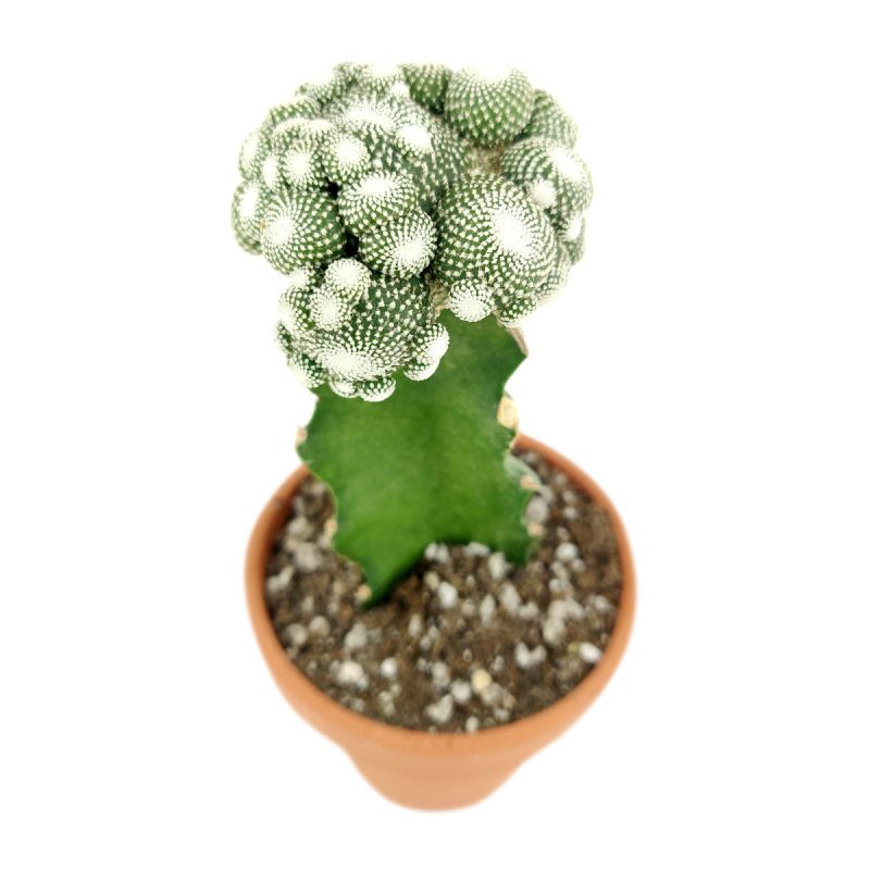 Blossfeldia Cactus for sale, Tips for growing Blossfeldia Cactus plant, Blossfeldia Cactus Care Instruction, Unique shaped Cactus Collection, Succulent Gift Decoration, rare succulents for sale, cactus, cactus succulent, succulent cactus, cacti, cactus and succulents, succulents box, succulent shop, buy succulents online