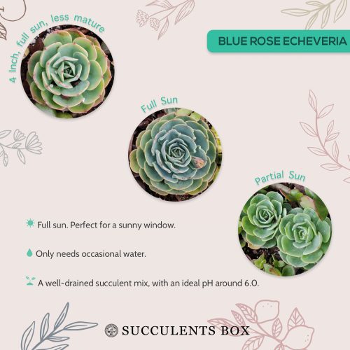 Blueroseecheveria