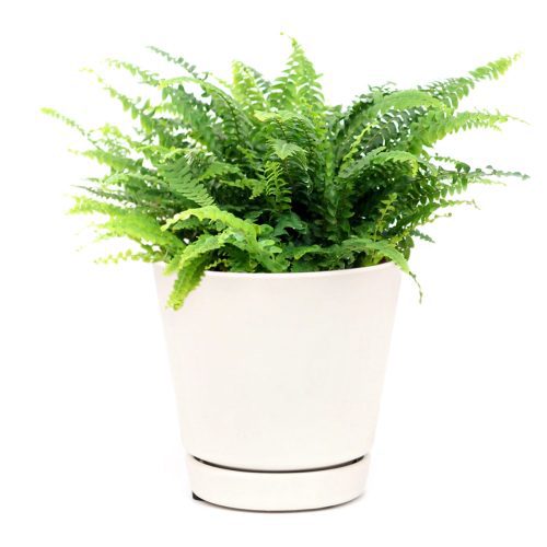 Boston Fern