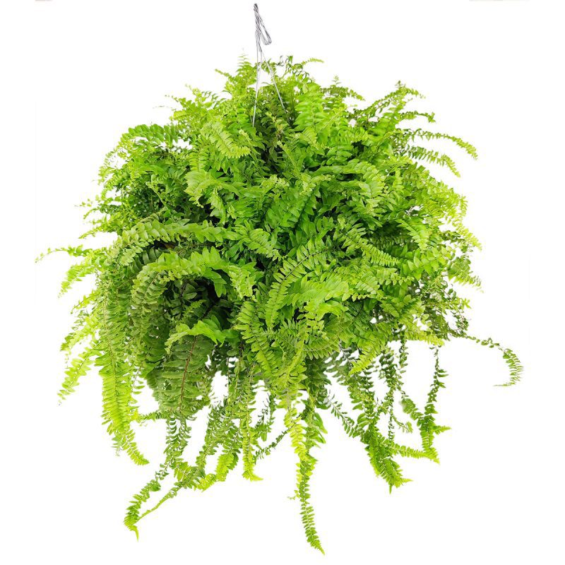 BostonFern 8 45