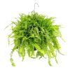 Boston fern, Nephrolepis exaltata, how to care for Boston fern, easy care houseplant