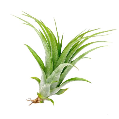 Tillandsia Brachycaulos Air Plant for sale, How to grow Tillandsia Brachycaulos Air Plant, Tillandsia Brachycaulos Air Plant with care guide, unique air plant gift ideas, buy air plant subscription box monthly