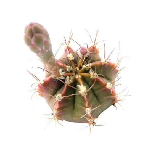 Britton Rose Cactus 3 pot