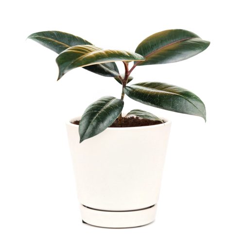 Rubber tree, burgundy houseplant, burgundy rubber tree, ficus burgundy, Ficus Decora Burgundy, Ficus Decora, Rubber plant, Ficus Decora Burgundy near me, rubber plant for sale, Ficus Decora Burgundy for sale