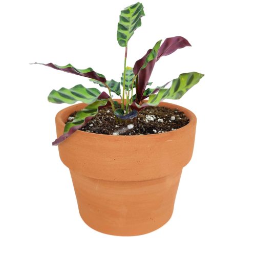 rattlesnake plant, calathea lancifolia, rattlesnake plant care, calathea rattlesnake plant, calathea lancifolia care, rattlesnake plant calathea lancifolia, calathea rattlesnake plant care, how to care for rattlesnake plant, colorful indoor houseplant