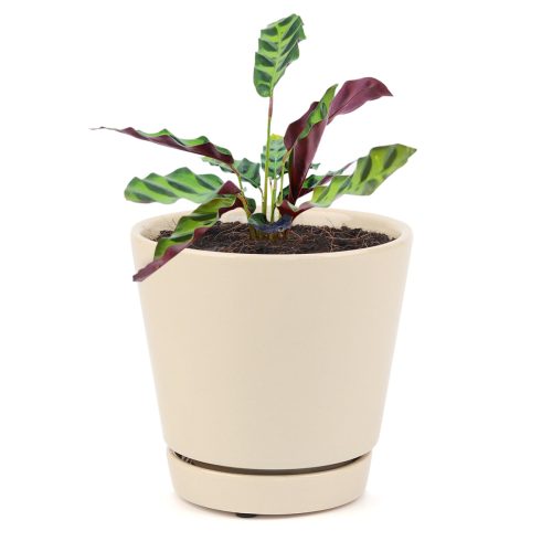 CALATHEALANCIFOLIARATTLESNAKEPLANT10