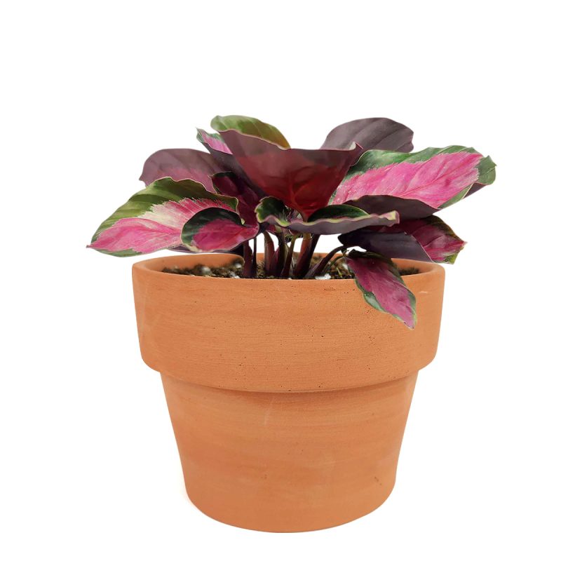 Calathea Rosy, Calathea Roseopicta, Pink Calathea, colorful houseplants, colorful houseplant