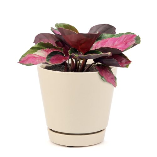 CALATHEAROSY10