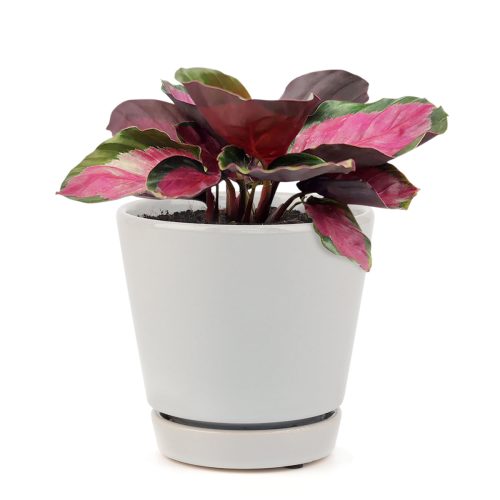 CALATHEAROSY8