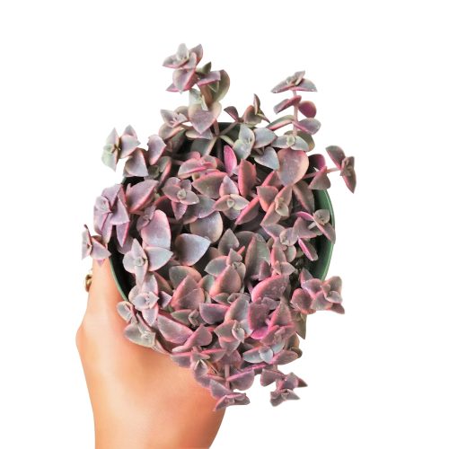 CALICOKITTENCRASSULA